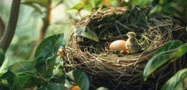 ಮಾಯದ ಗಾಯ