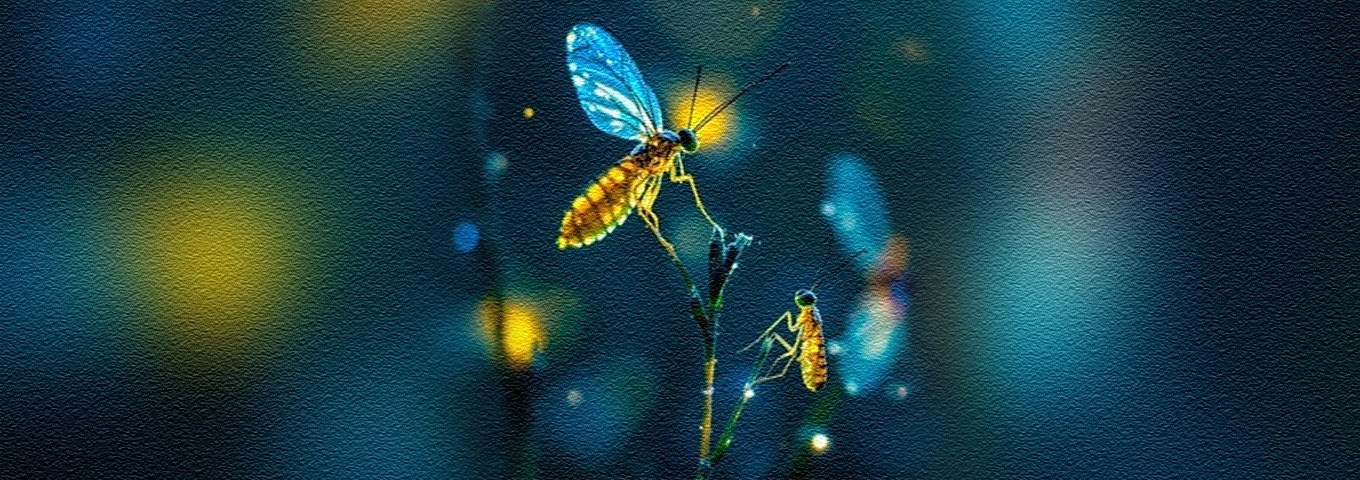 ಬೆಳಕಿನ ಹುಳು